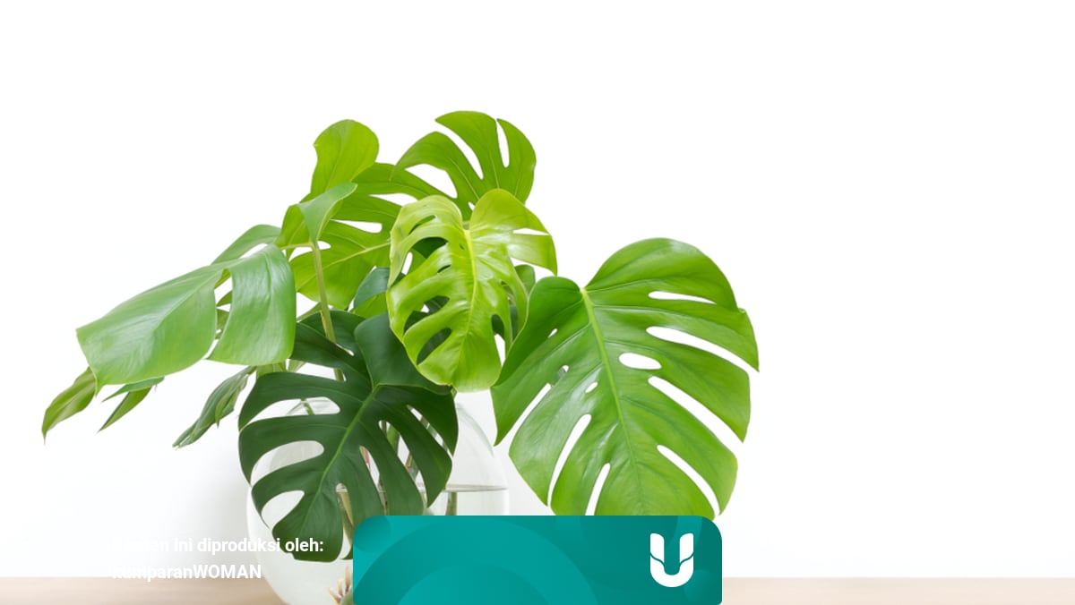 Tanaman hias dengan nilai ekonomi